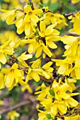 FORSYTHIA OVATA TETRAGOLD