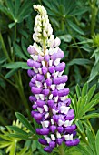 LUPINUS RUSSELL CROWN