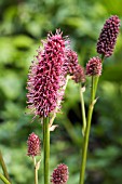 SANGUISORBA MENZIESII