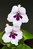 STREPTOCARPUS HEIDI