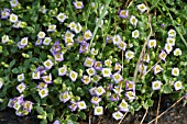 AUBRETIA COLUMNAE