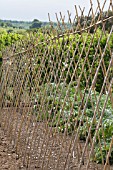 BAMBOO SUPPORT METHOD FOR CLIMBING BEANS