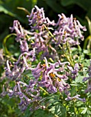 CORYDALIS SOLIDA