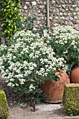 CRAMBE MARITIMA