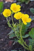 GEUM MONTANUM