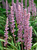 LIRIOPE MUSCARI