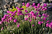 ARMERIA MARITIMA DUSSELDORFER STOLZ