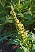 CHENOPODIUM BONUS-HERICUS