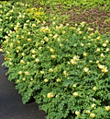 CORYDALIS NOBLIS