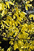 FORSYTHIA SUSPENSA