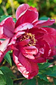 PAEONIA TAIYO