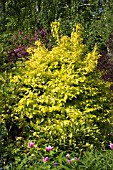 PHILADELPHUS CORONARIUS AUREUS