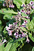 PHYSOCHLAINA ORIENTALIS
