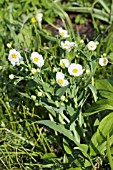 RANUNCULUS AMPLEXICAULIS