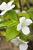 RHODOTYPHOS SCANDENS