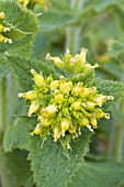 SCROPHULARIA CHRYSANTHA