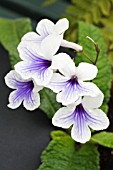 STREPTOCARPUS CRYSTAL ICE