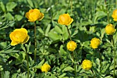 TROLLIUS CHINENSIS GOLDEN QUEEN