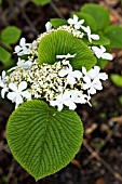 VIBURNUM FURCATUM