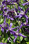 CLEMATIS PETIT FAUCON (EVISIX)