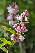 DEUTZIA SCABRA PLENA