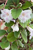 EPISCIA SAN MIGUEL