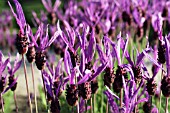 LAVANDULA STOECHAS ALLARDII