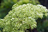 ANGELICA GIGAS