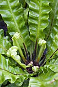 ASPLENIUM SCOLOPENDRIUM CRISTATUM