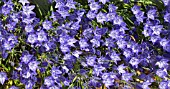 BRODIAEA CORONARIA