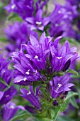 CAMPANULA GLOMERATA SUPERBA