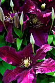 CLEMATIS NIOBE