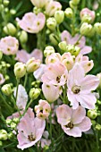 DELPHINIUM GRANDIFLORA DELFIX ROSE