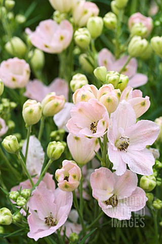 DELPHINIUM_GRANDIFLORA_DELFIX_ROSE