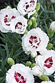 DIANTHUS COCONUT SUNDAE