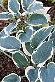 HOSTA BLUE IVORY