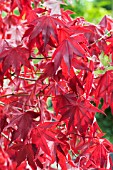 ACER PALMATUM HEPTALOBUM