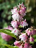 DEUTZIA SCABRA PLENA