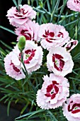 DIANTHUS RASPBERRY SUNDAE