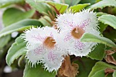 EPISCIA SAN MIGUEL