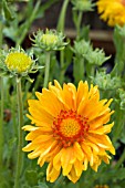 GAILLARDIA SUNBURST ORANGE