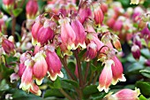 KALANCHOE HYBRID BELLS DREAM