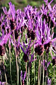 LAVANDULA STOECHAS ALLARDII