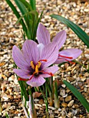 CROCUS SATIVUS (SAFFRON CROCUS)