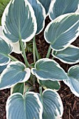 HOSTA BLUE IVORY