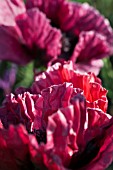 PAPAVER ORIENTALIS PATTYS PLUM