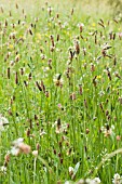 PLANTAGO LANCEOLATA