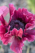 PAPAVER ORIENTALIS PATTYS PLUM