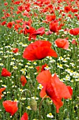 PAPAVER RHOEAS