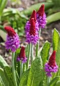 PRIMULA VIALII